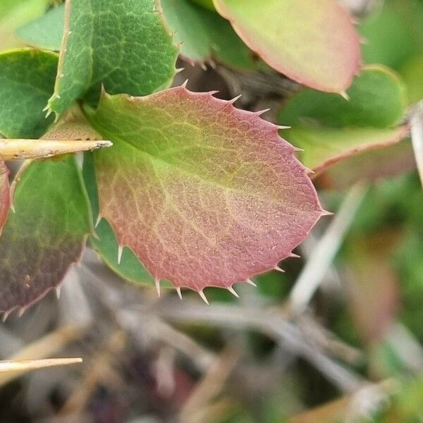 Berberis aetnensis Folha