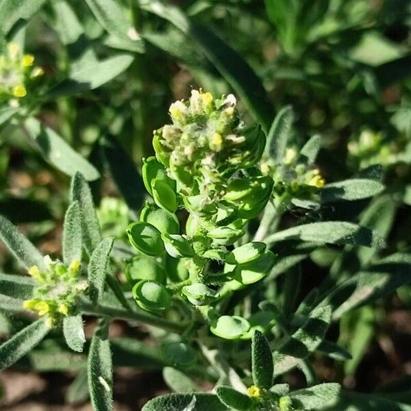 Alyssum desertorum Flower