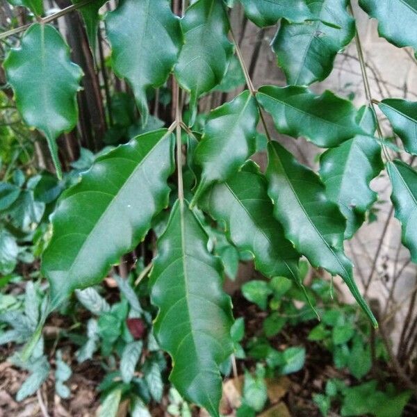 Leea guineensis Leaf