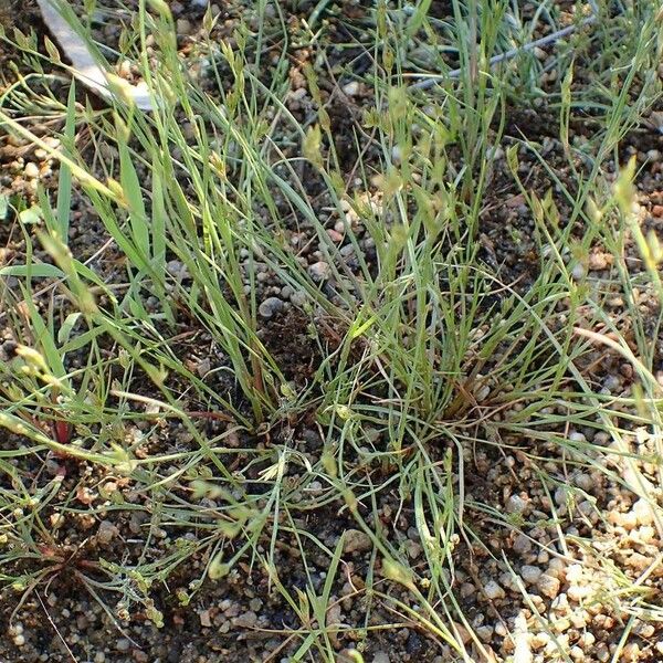 Juncus bufonius Staniste