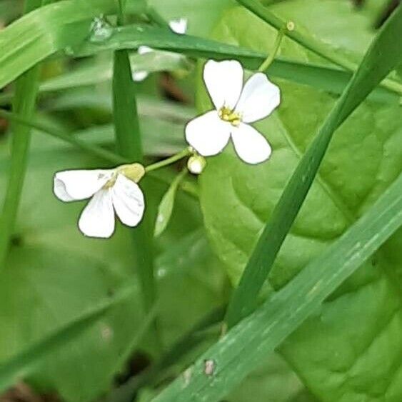 Arabidopsis halleri 花