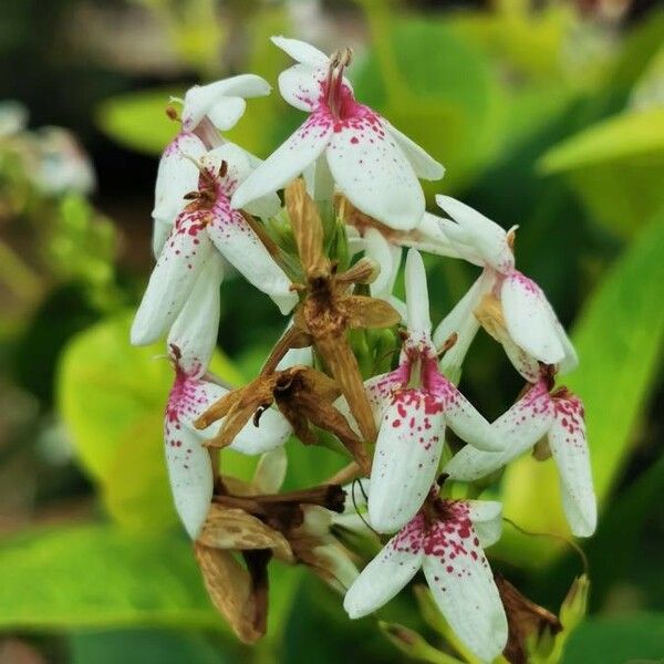 Pseuderanthemum carruthersii Blomst