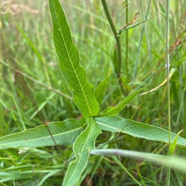 Persicaria amphibia Folha