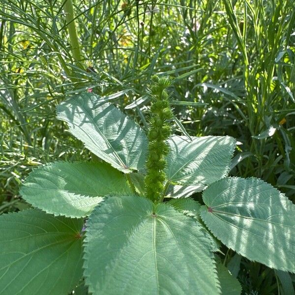 Acalypha setosa फूल