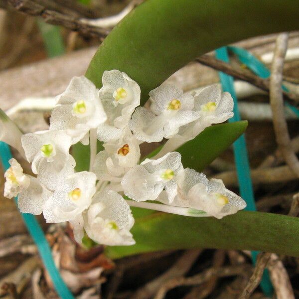 Podangis dactyloceras Flower