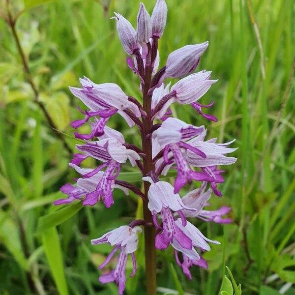 Orchis militaris Flors