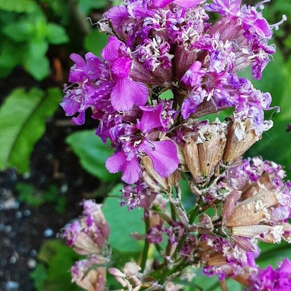 Viscaria vulgaris Flower