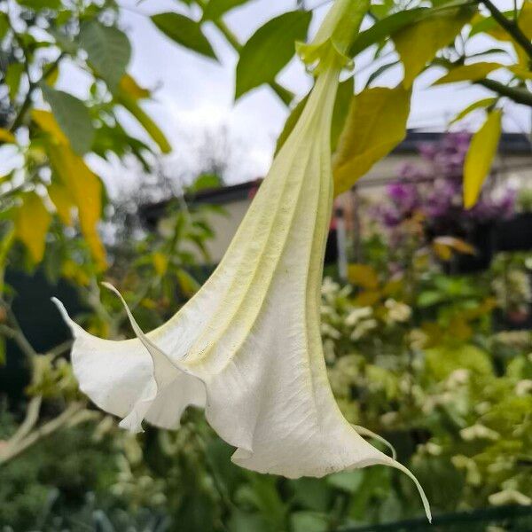 Brugmansia × candida Blomst