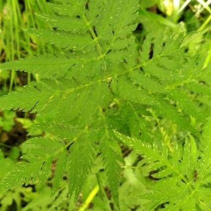 Chaerophyllum temulum ഇല