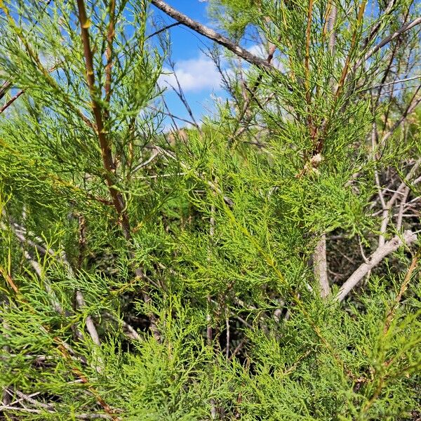 Tamarix africana Leaf