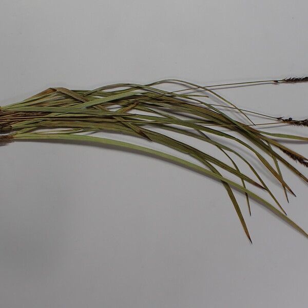 Carex esenbeckii Other