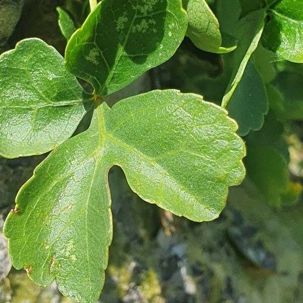 Commiphora schimperi Liść