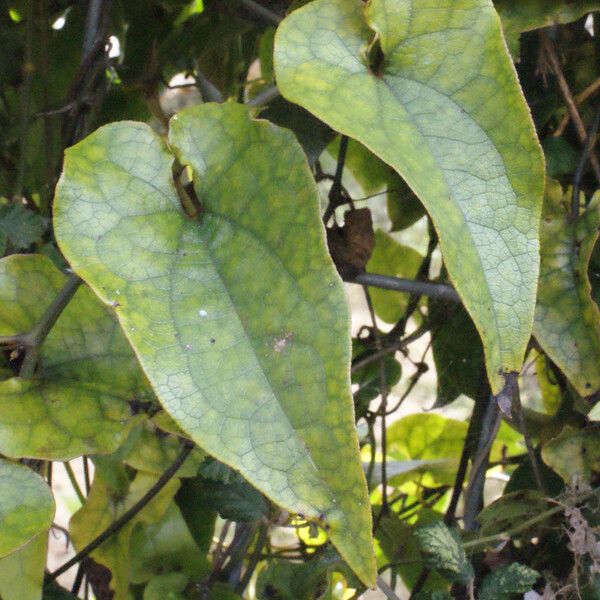 Aristolochia sempervirens Ліст