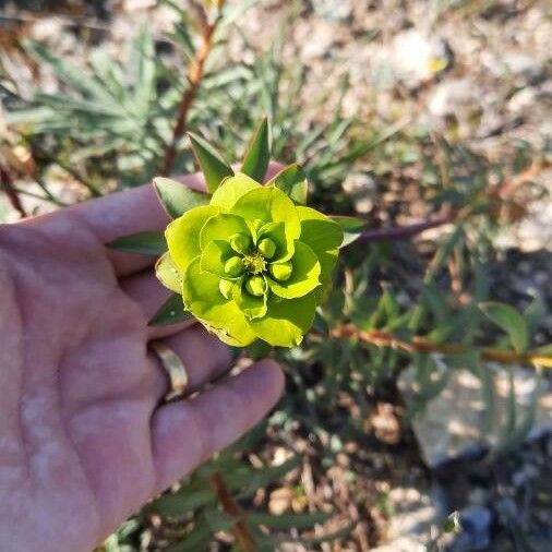 Euphorbia nicaeensis Kukka