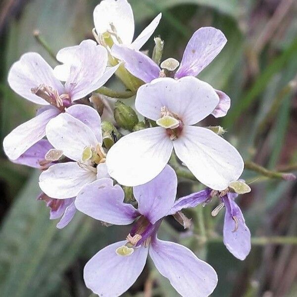 Diplotaxis erucoides Flor