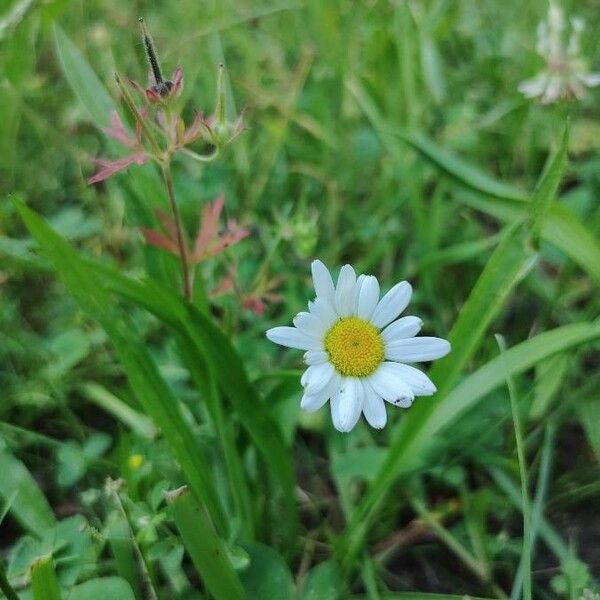 Leucanthemum vulgare Çiçek