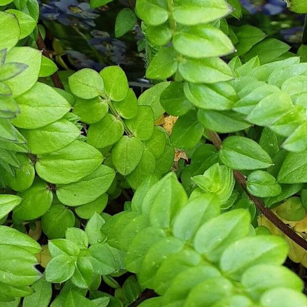 Polemonium caeruleum Hoja