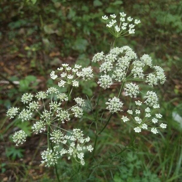 Seseli annuum Цвят