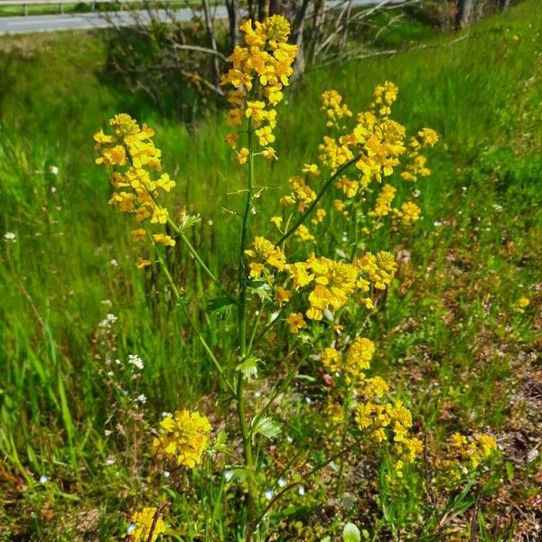 Barbarea vulgaris Blomst