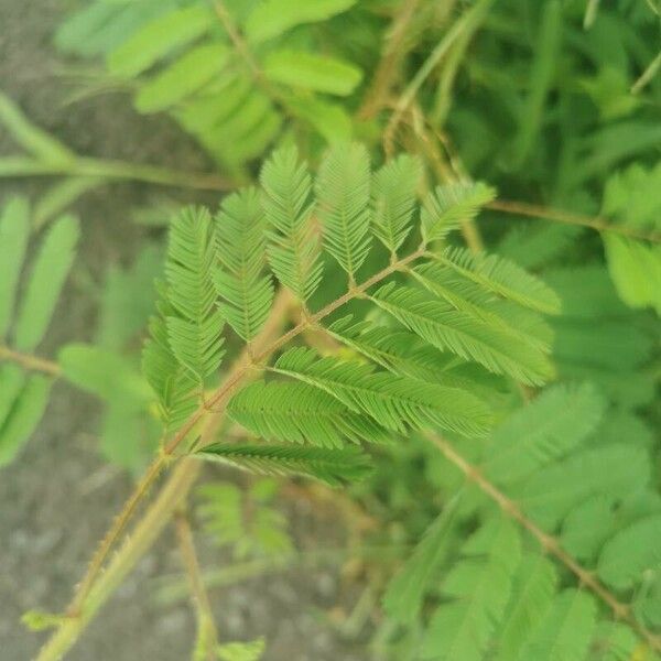 Mimosa diplotricha Leaf