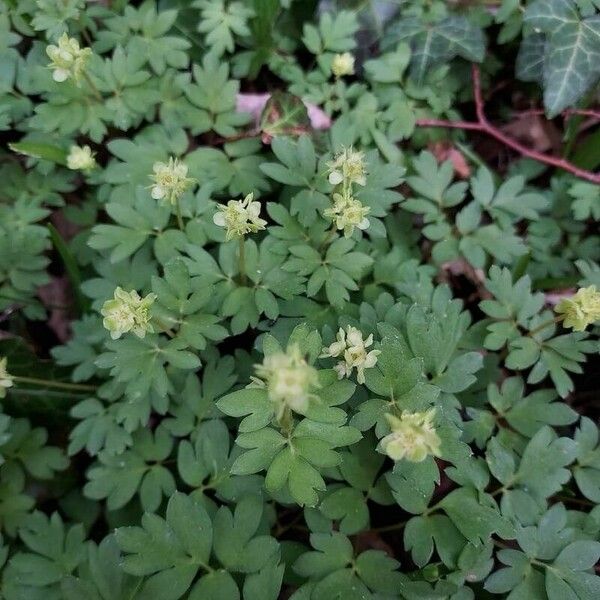 Adoxa moschatellina Blatt