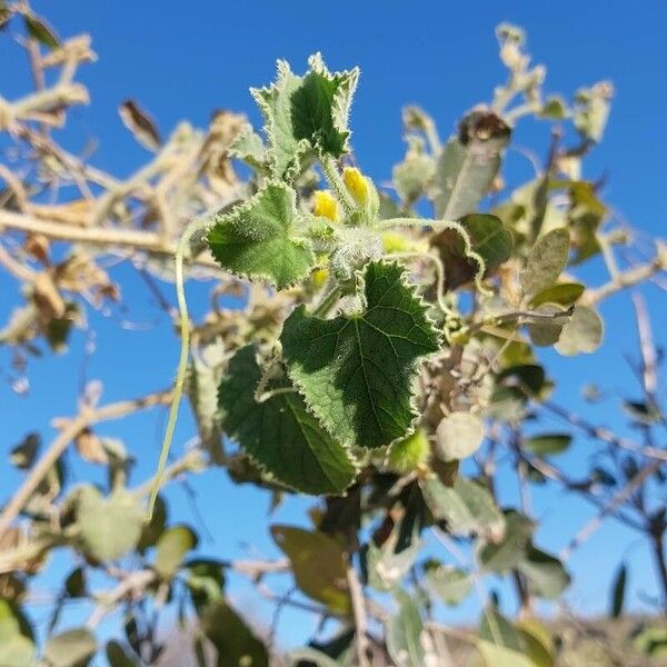 Cucumis dipsaceus Лист