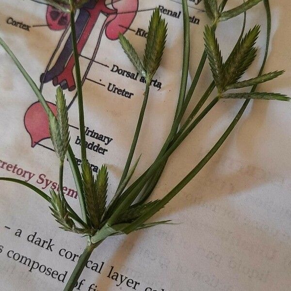 Cyperus compressus Flor