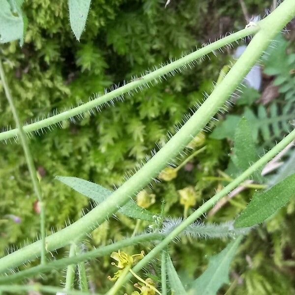 Arabidopsis arenosa Кора