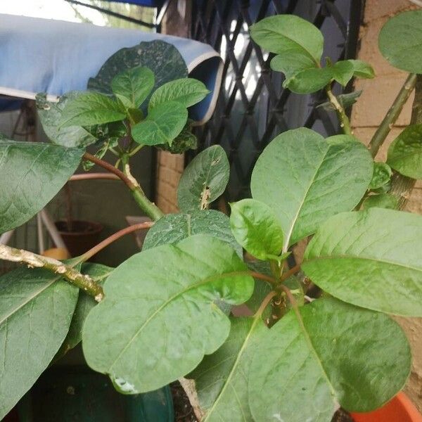 Amaranthus tortuosus Fleur