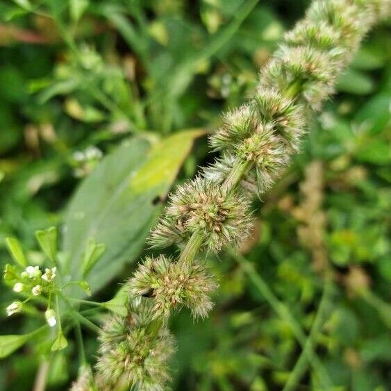 Amaranthus hybridus Цвят