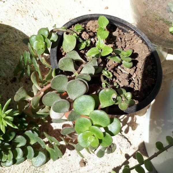 Sedum ternatum Leaf