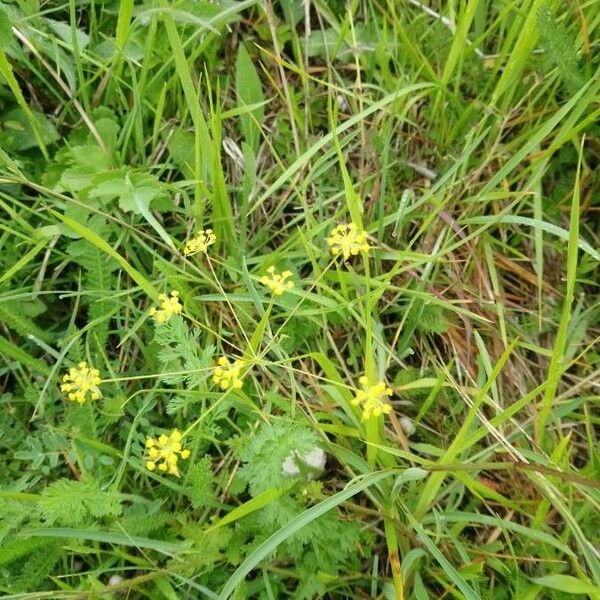 Bupleurum falcatum Кветка