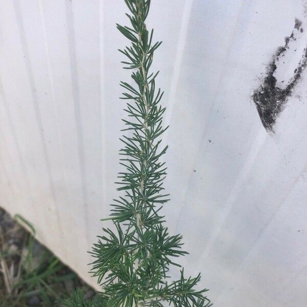 Asparagus albus 葉