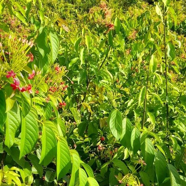 Combretum indicum Pokrój