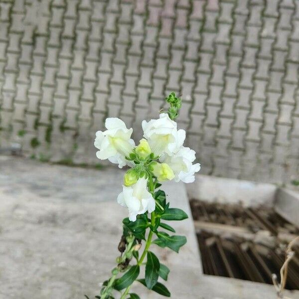 Antirrhinum majus Flower