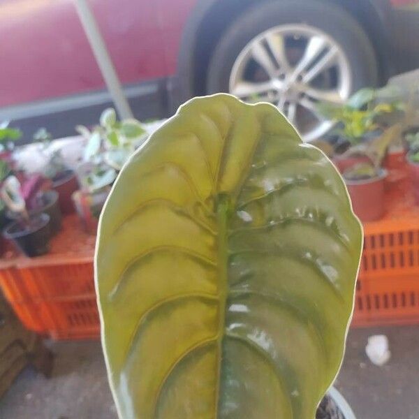 Alocasia cuprea Folla