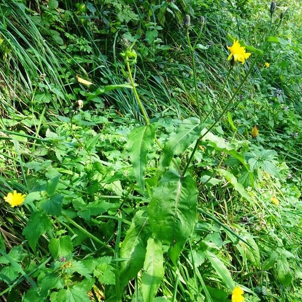 Picris hieracioides Συνήθη χαρακτηριστικά