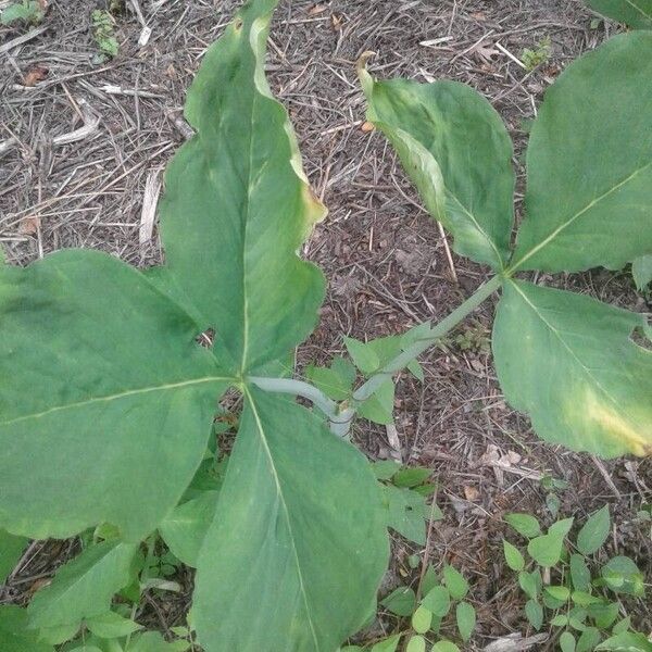 Arisaema triphyllum Leaf