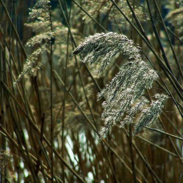 Phragmites australis Blomst