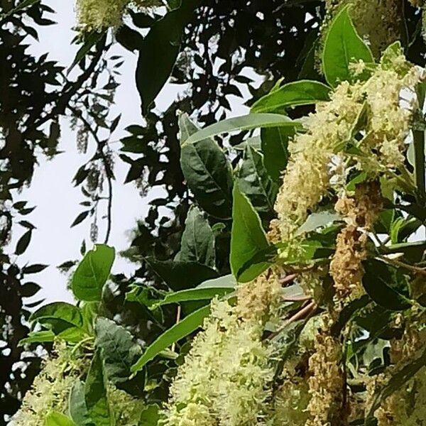 Phytolacca dioica Flower