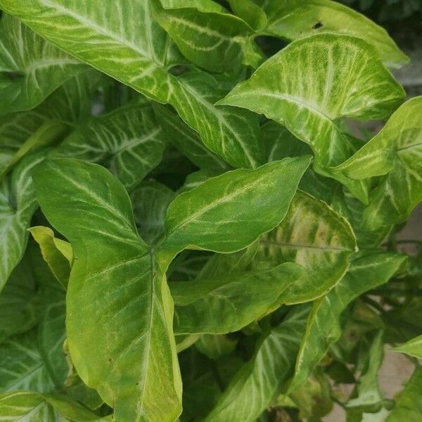 Syngonium podophyllum Levél