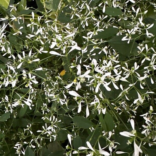 Euphorbia hypericifolia Flower