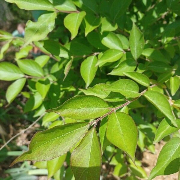 Lonicera maackii Folha