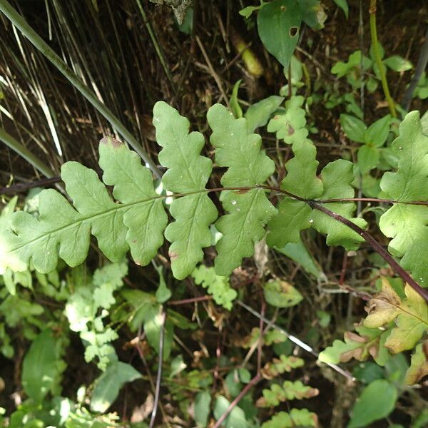 Histiopteris incisa Leaf