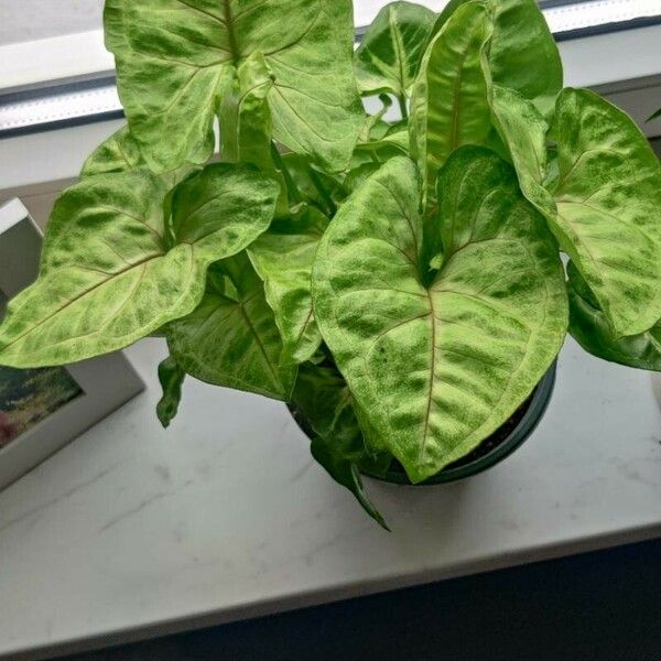 Syngonium podophyllum Leaf