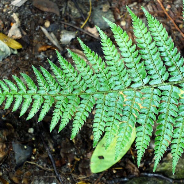 Polystichum braunii Leaf