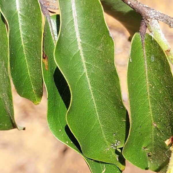 Diospyros mespiliformis Leaf