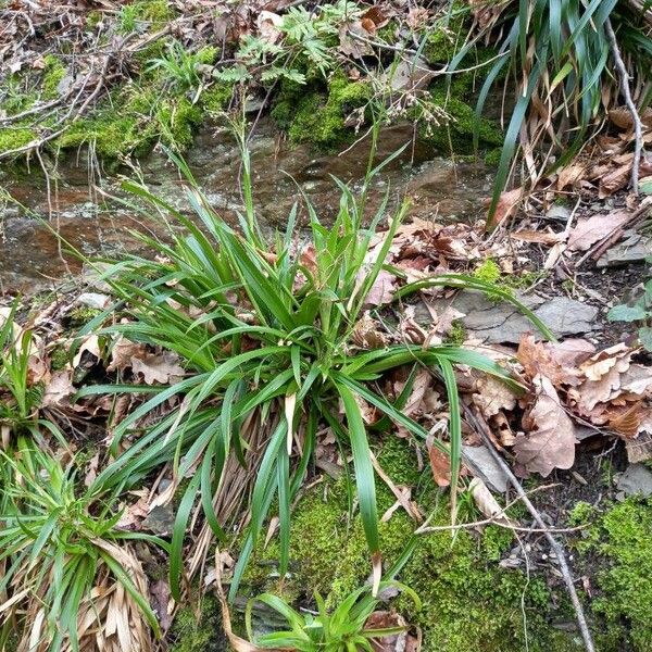 Luzula sylvatica Alkat (teljes növény)