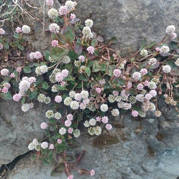 Persicaria capitata Blüte