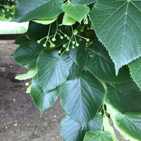 Tilia cordata Leaf